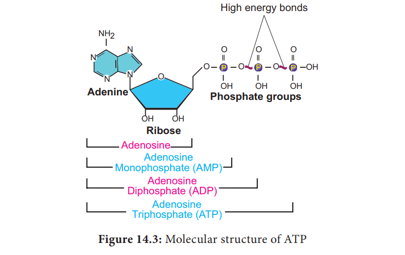 Atp Structure Labeled