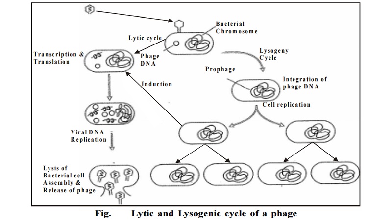 Lysogenic Cycle Diagram