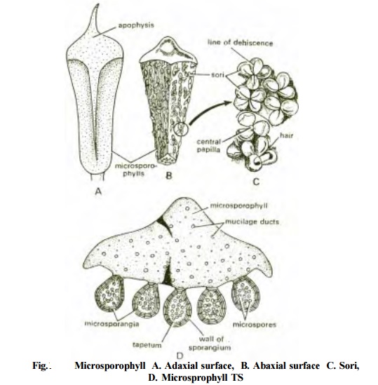 Cycad An Overview ScienceDirect Topics, 55 OFF