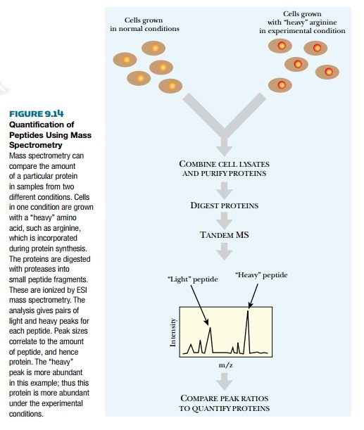 Protein Quantification Using Mass Spectrometry