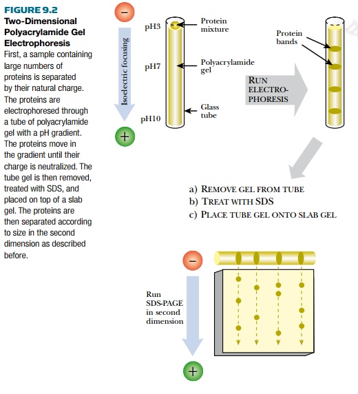 Gel Electrophoresis of Proteins