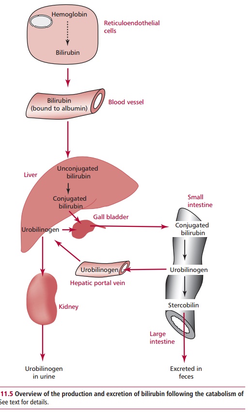 Disorders of the Liver, Gall Bladder and Bile Duct