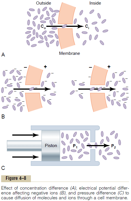 Factors That Affect Net Rate of Diffusion