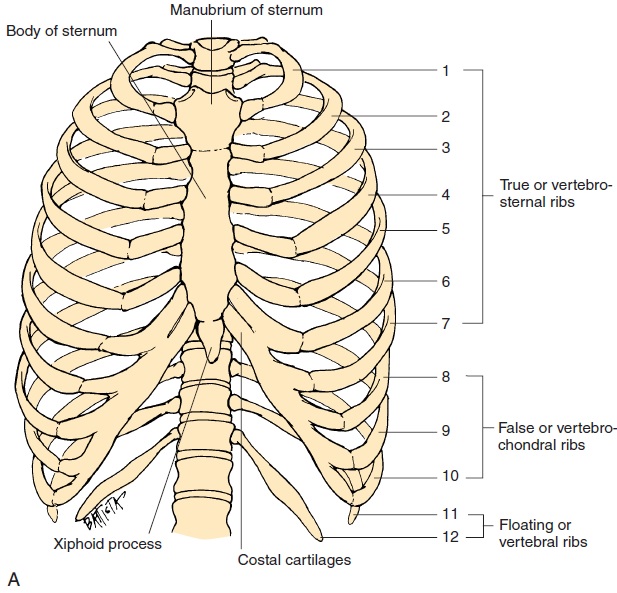 Vertebrosternal Definition Medical