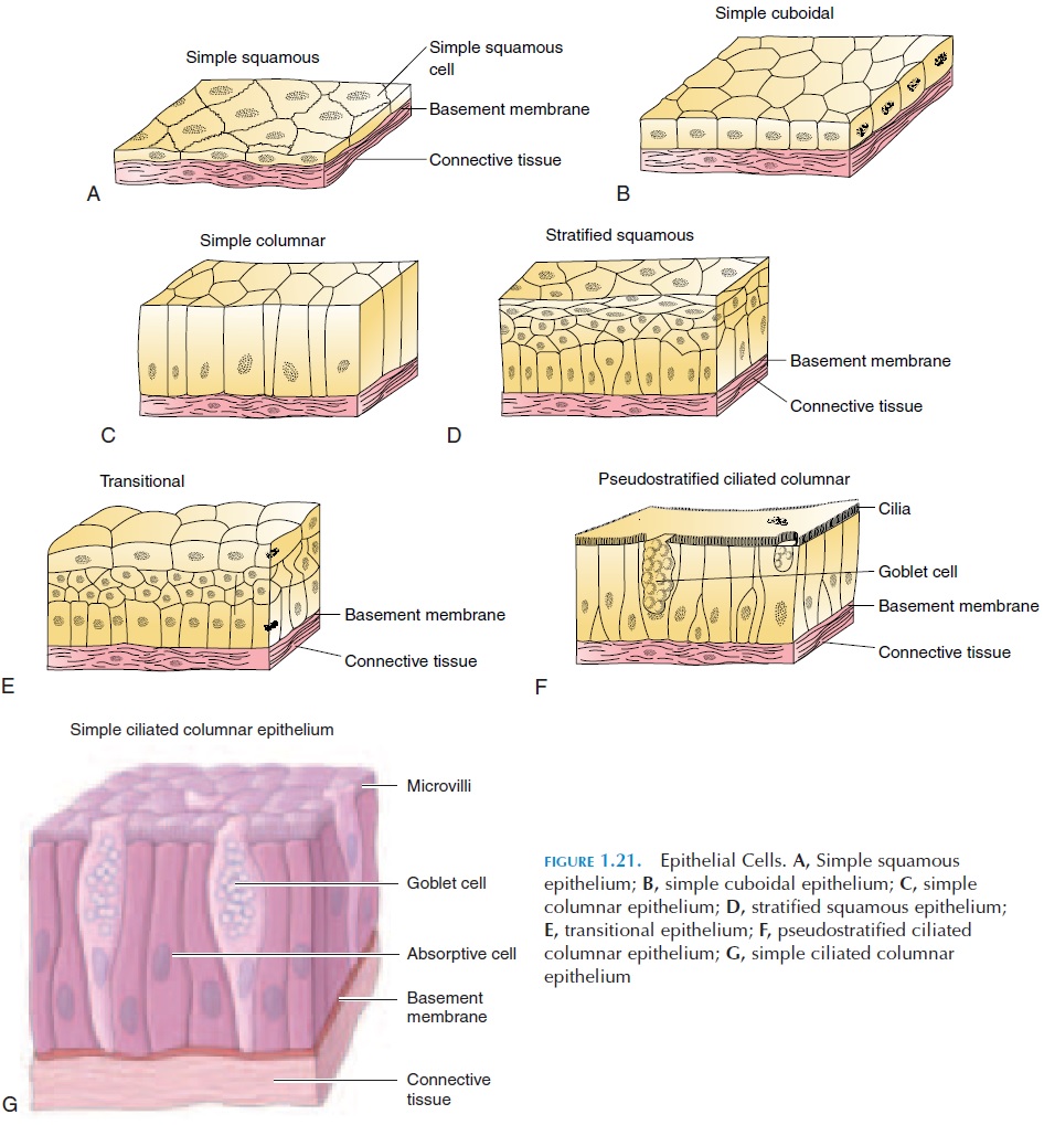 Glandular Epithelium Diagram
