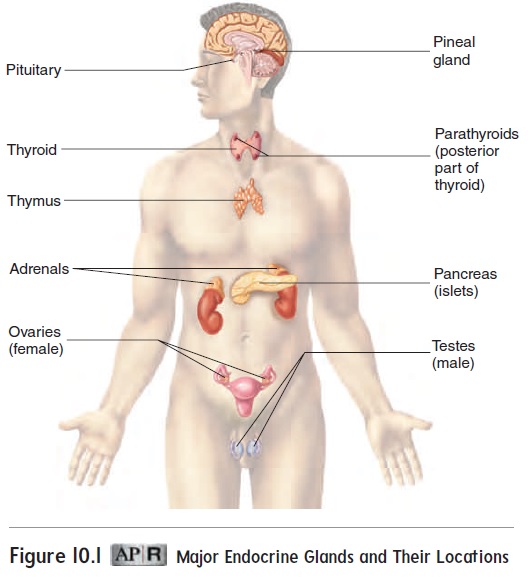 Characteristics of the Endocrine System