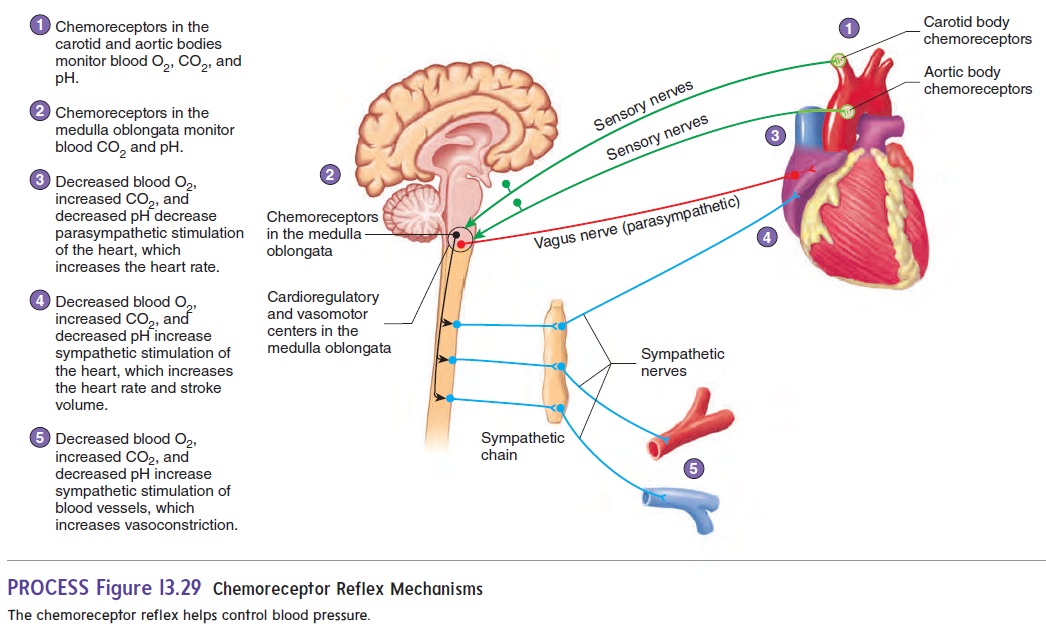 Regulation of Arterial Pressure