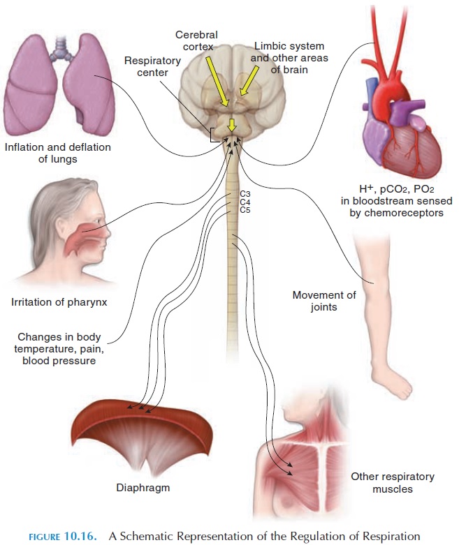 Regulation of Respiration