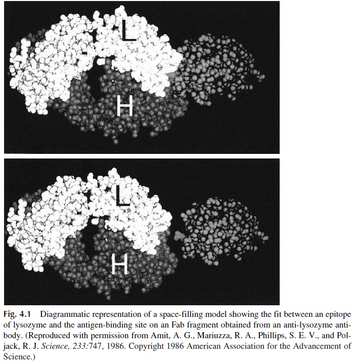 Antigenic Determinants