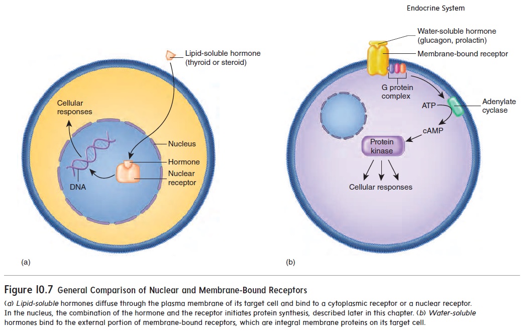 Hormone Receptors and Mechanisms of Action