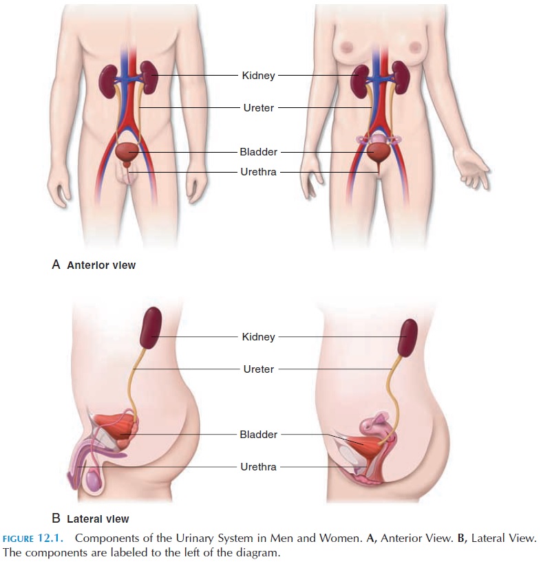Components of the Urinary System
