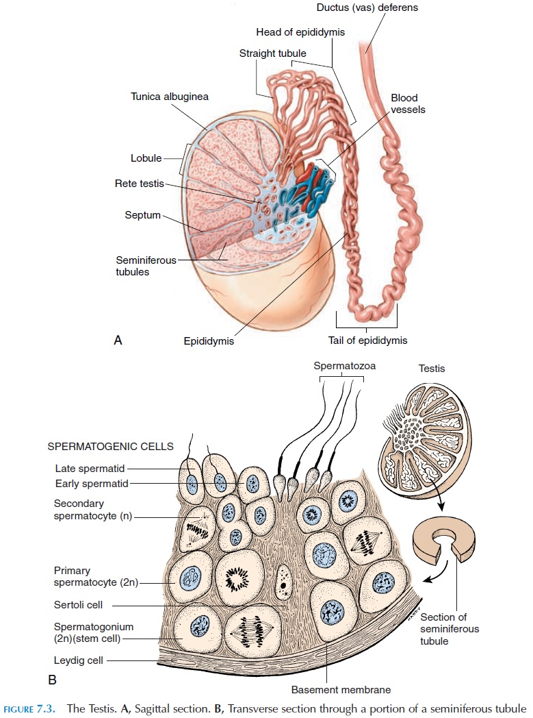 Testis - Male Reproductive System