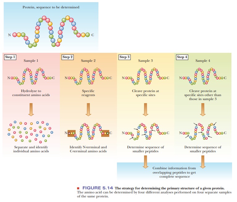 Determining the Primary Structure of a Protein