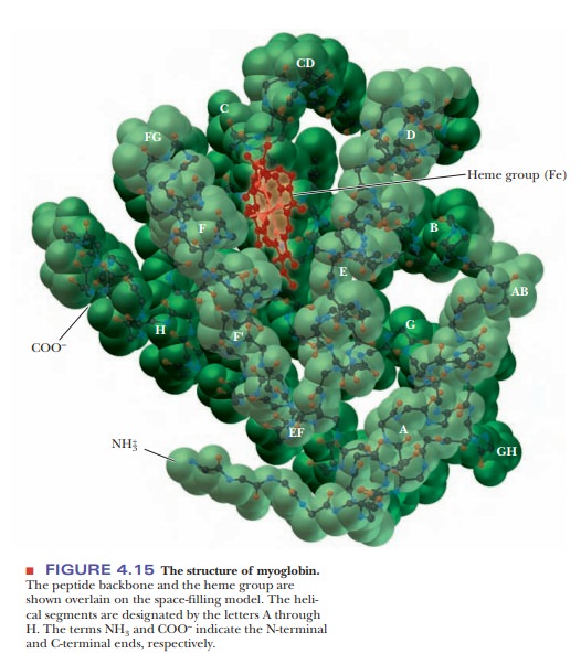 Myoglobin An Example of Protein Structure