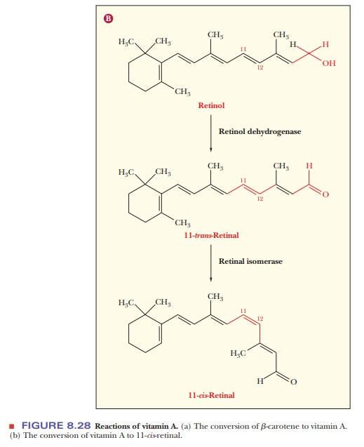 LipidSoluble Vitamins and Their Functions