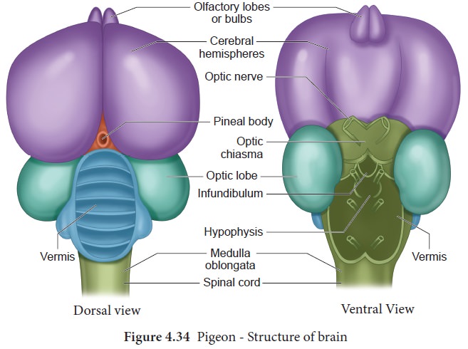 Anatomy of Pigeon: Endoskeleton, Digestive, Respiratory, Circulatory