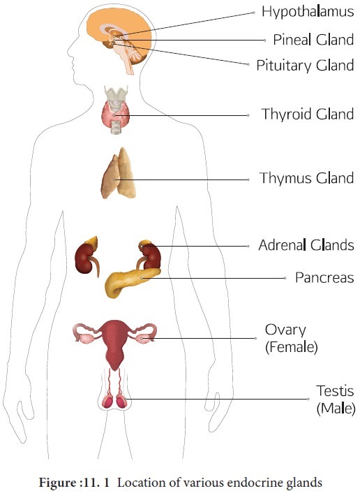 Endocrine glands and hormones