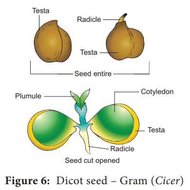 Dicot seed - Fresh or Preserved Specimens - Botany Practicals