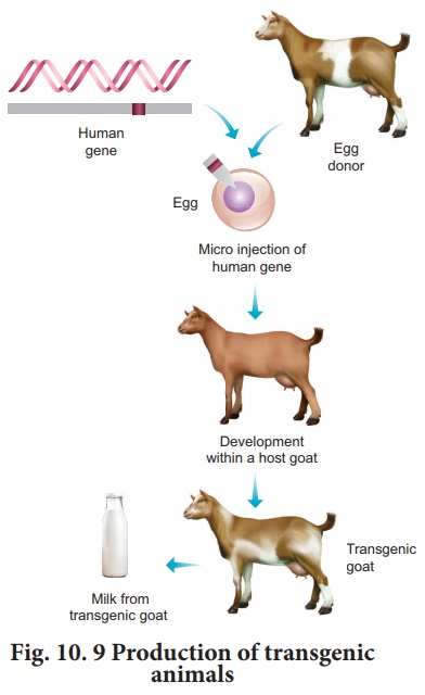 Genetically Modified Animals Diagram