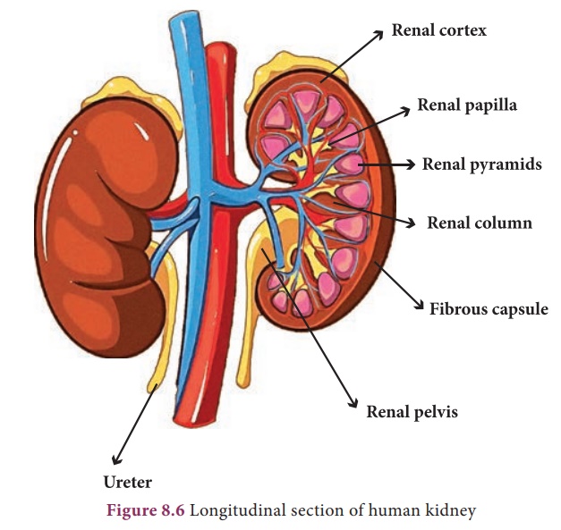 Points to Remember Organ Systems in Animals Science