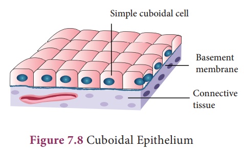 Simple Cuboidal Epithelium Diagram