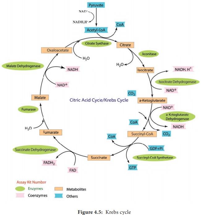Citric Acid Cycle