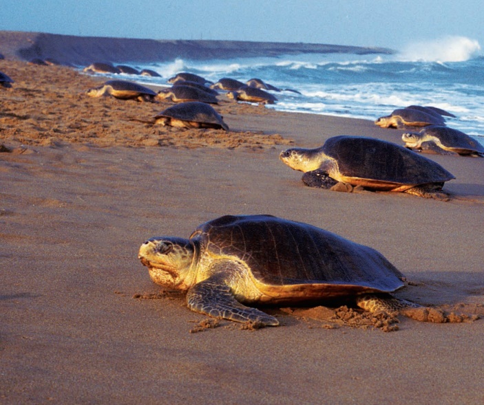 Sea Turtles Section I Sea Turtles Prose Term 1 Unit 1 6th English