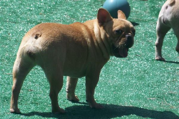 Tail Docking In French Bulldogs Pros And Cons Bullifieds Blog