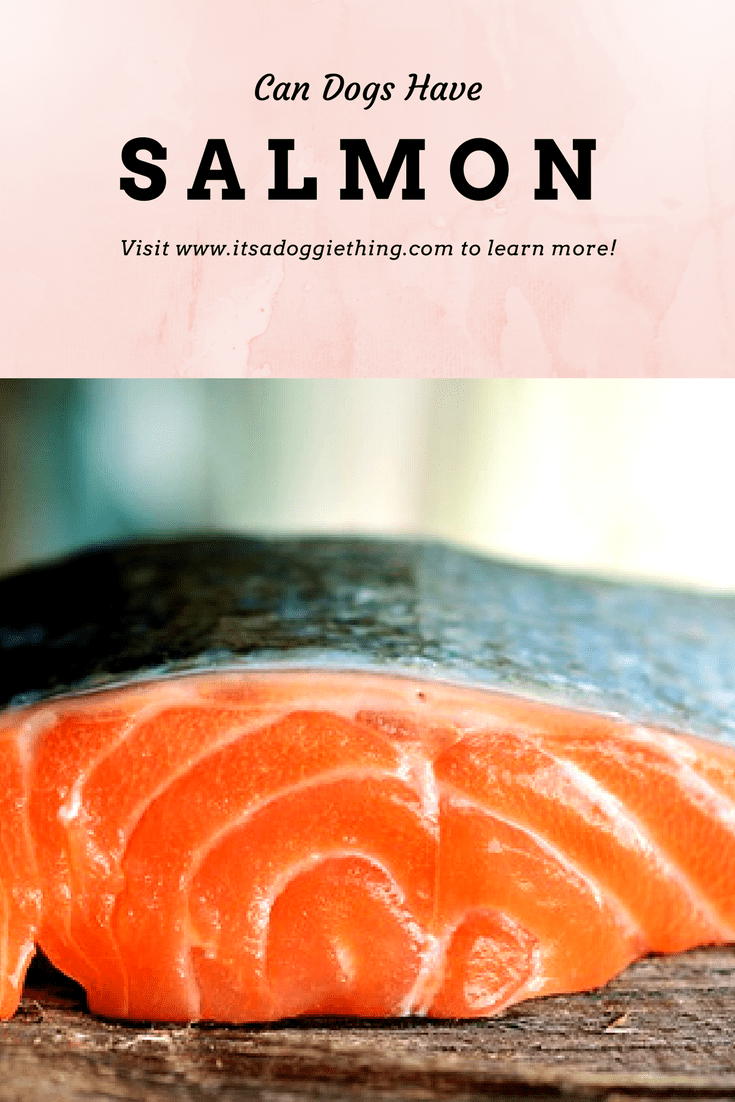 How To Cook Salmon For Your French Bulldog Bullifieds Blog
