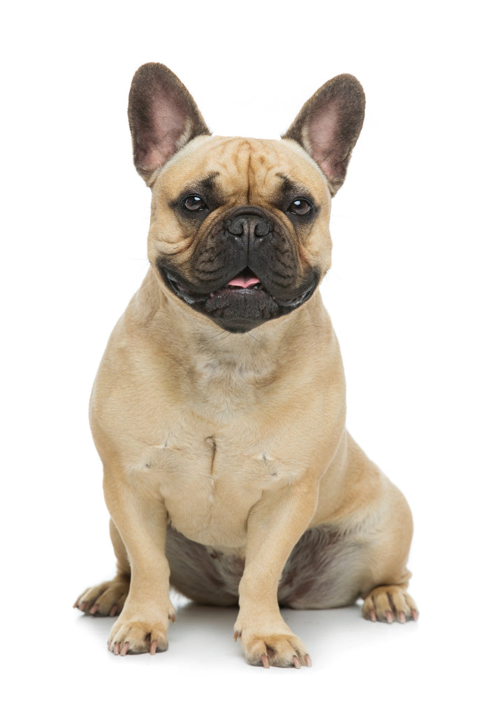 The Most Difficult Dog Breeds To Potty Train French Bulldogs