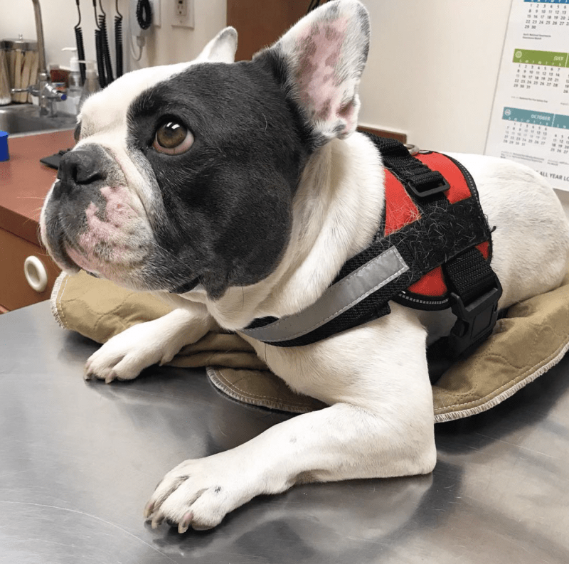 Intervertebral Disc Disease In French Bulldogs Bullifieds Blog