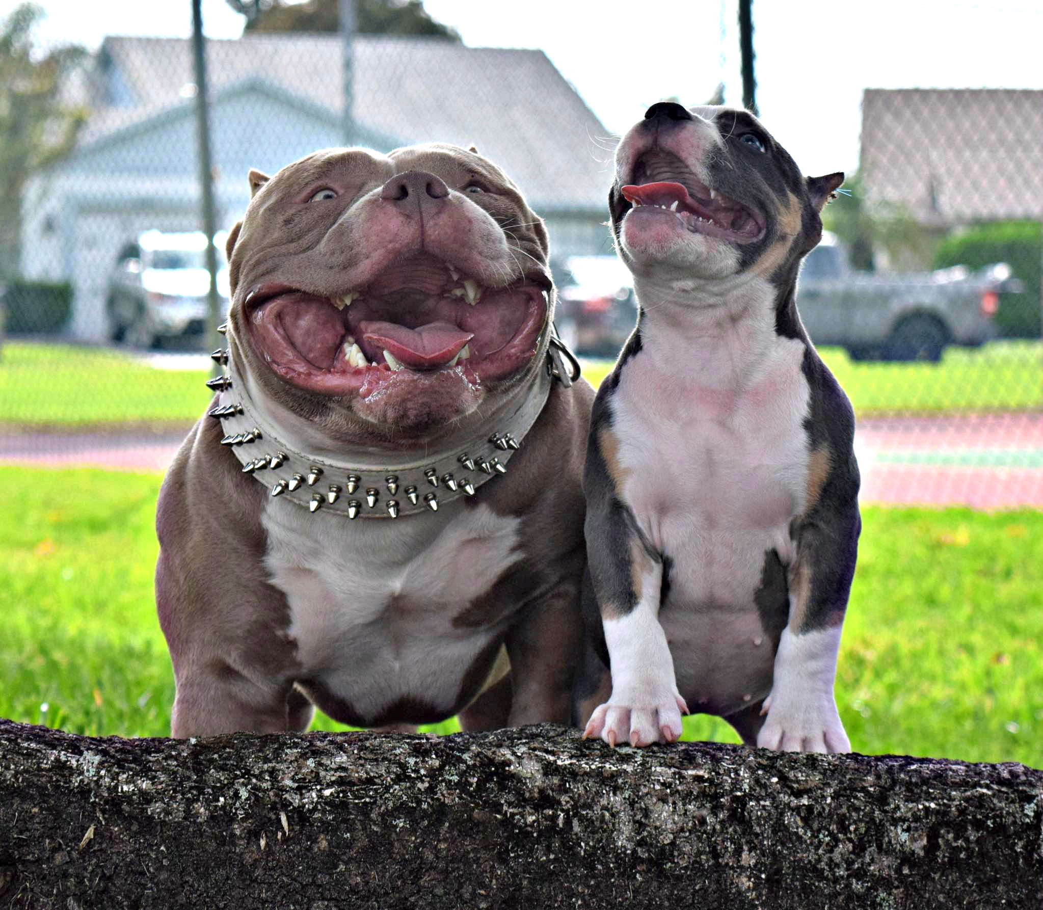 The Shorty Bulldog A Cross Between The English Bulldog And The