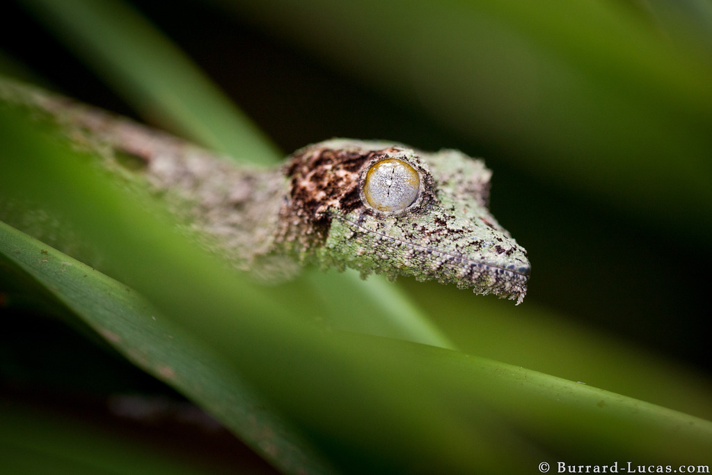 Leaftailed Gecko BurrardLucas Photography