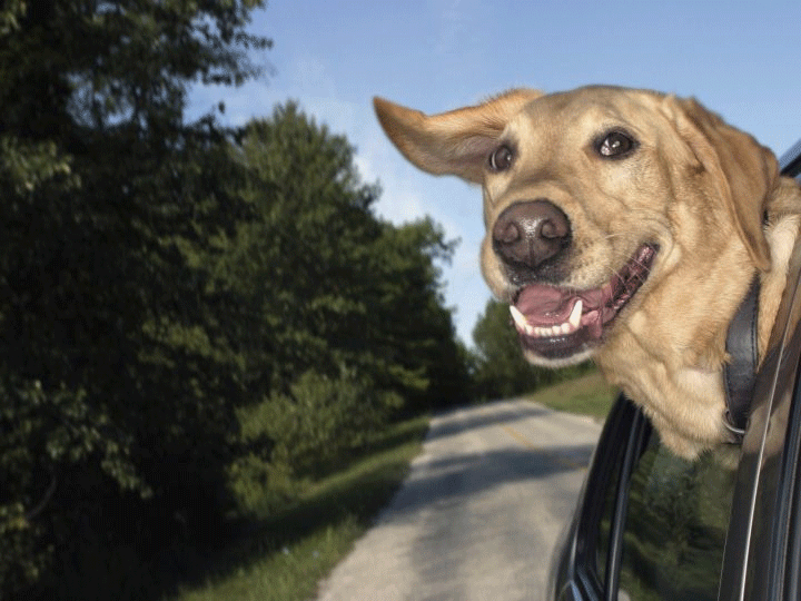 These Cute Dogs Will Make You That Life Is Pointless
