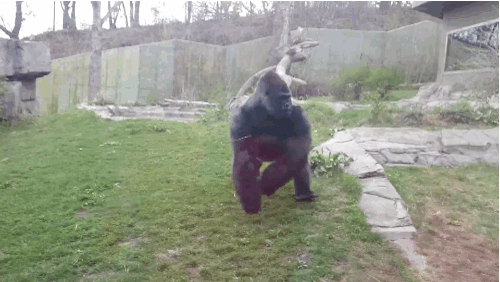 This Gorilla Almost Broke Through Glass When He Saw A Little Girl Beat Her Chest