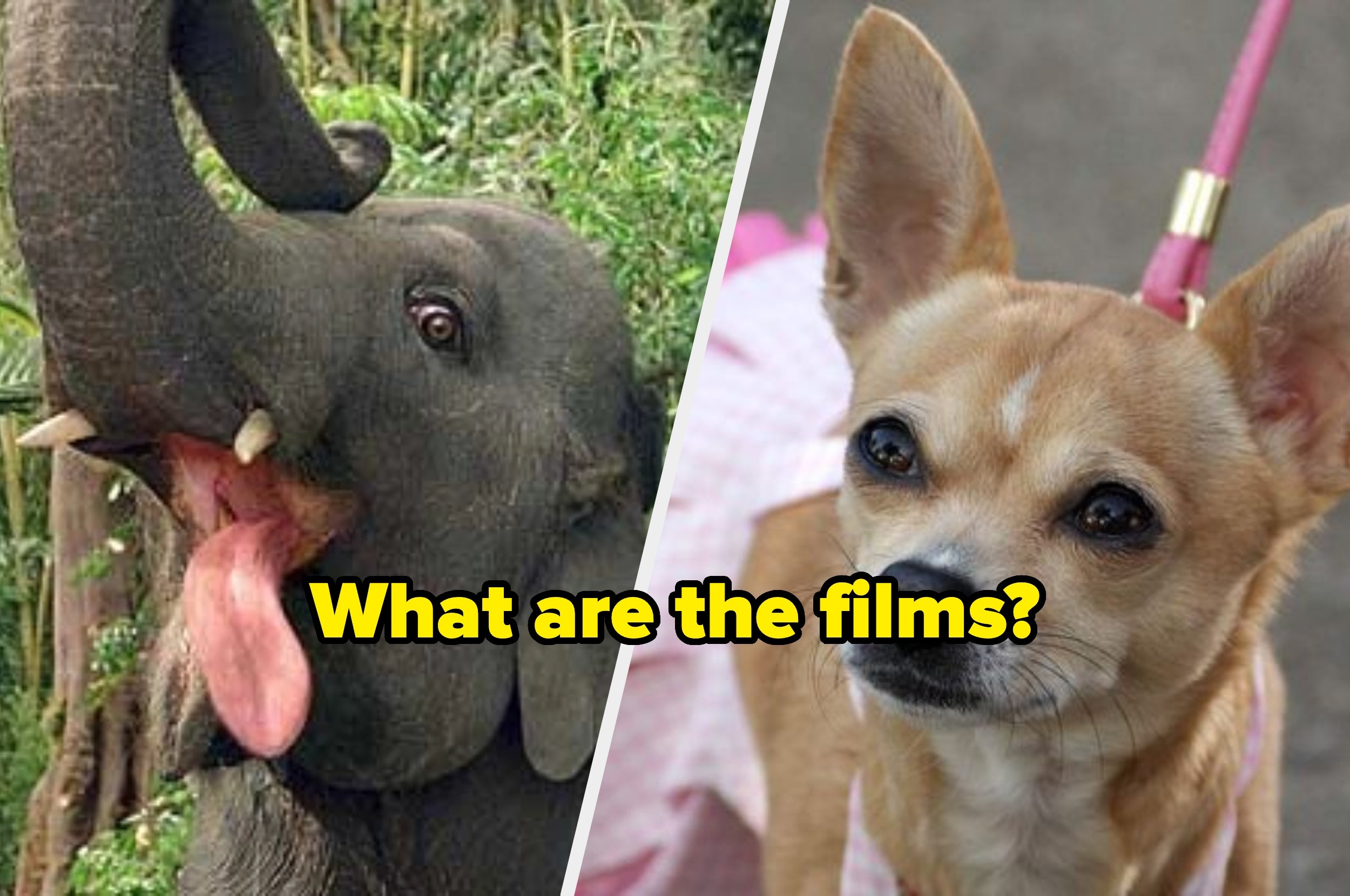 I’ve Collected 12 Animals In Film, You Just Have To Tell Me The Movie They’re From