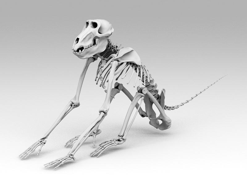Baboon Skeleton 3d model 3ds Max,Object files free download modeling