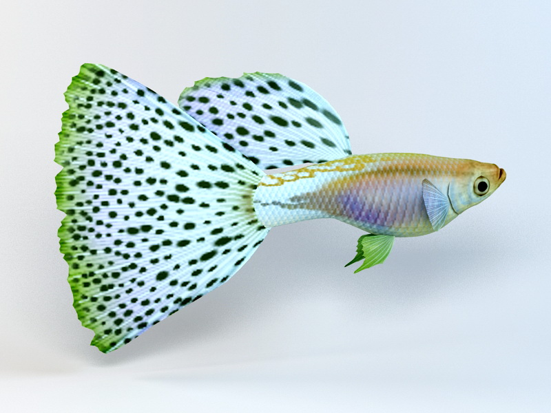 Japanese Guppy Blue Grass Tail 3d model 3D Studio,3ds Max