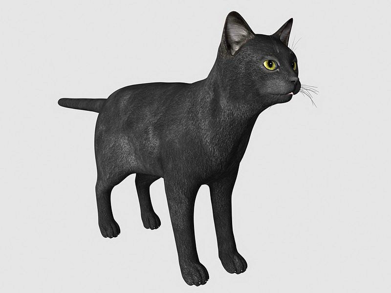 Black Cat 3d model 3ds Max,Autodesk FBX,Cinema 4D files