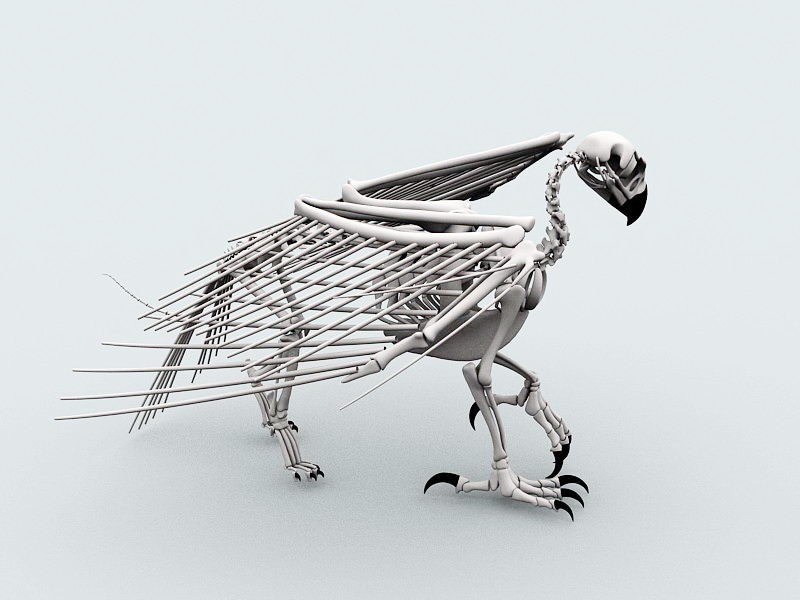 Free Bird Skeleton Picture 2022 Up To Date