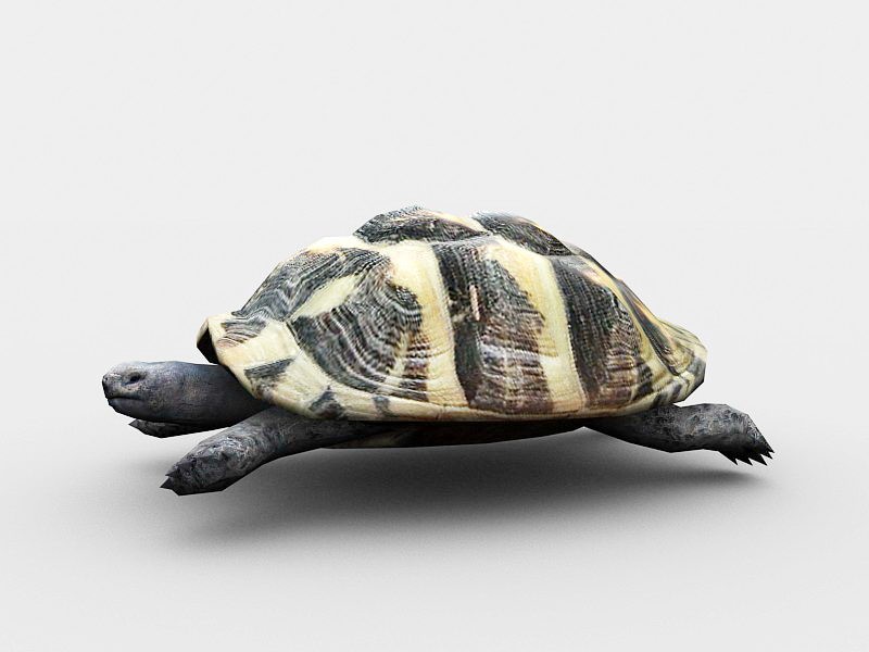 Green Sea Turtle 3d model 3ds Max files free download