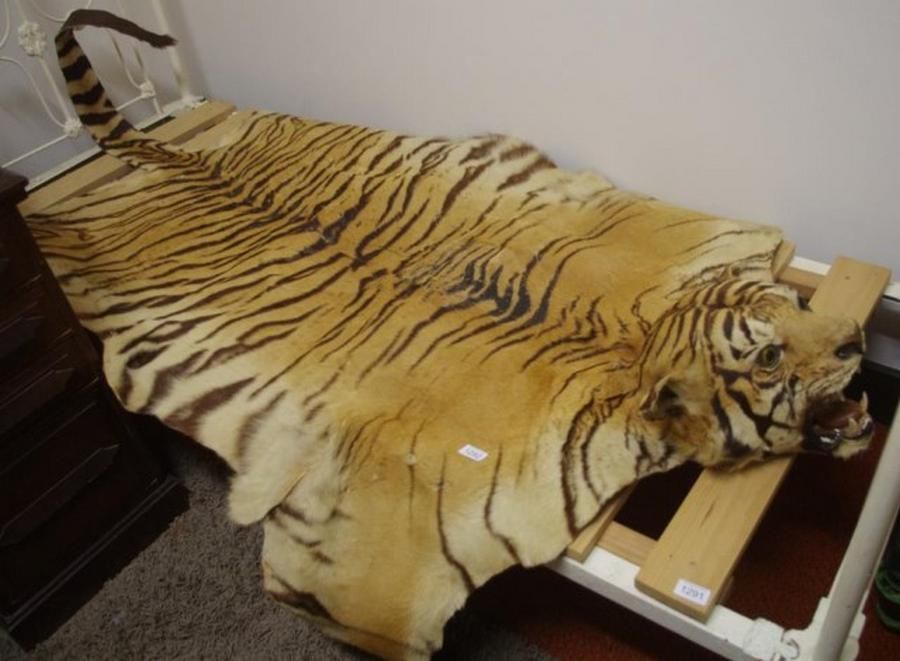 Antique Tiger Skin Rug Natural History Industry Science & Technology