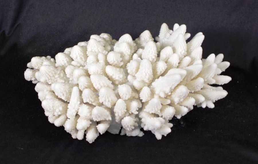 24 cm Finger Coral Specimen Natural History Industry Science
