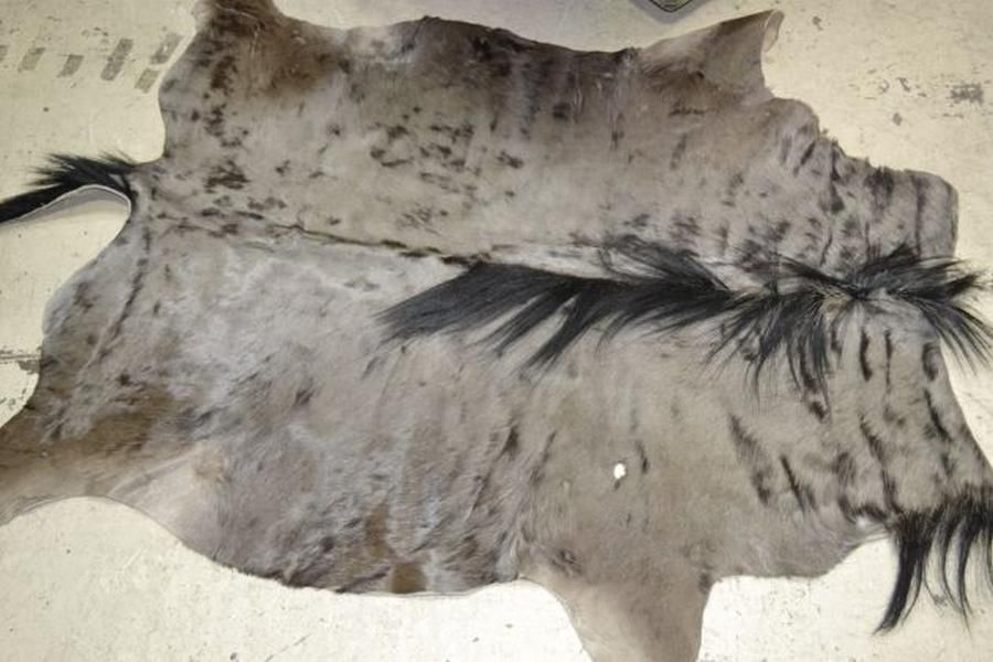 African Wildebeest Skin Rug Natural History Industry Science