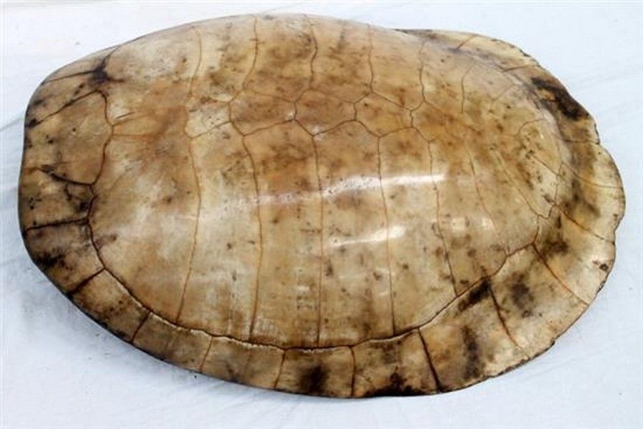 A large turtle shell, 73 x 55 cm Natural History Industry Science