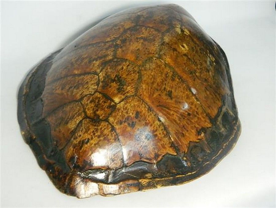 A large turtle shell, 64 x 74 cm Natural History Industry Science