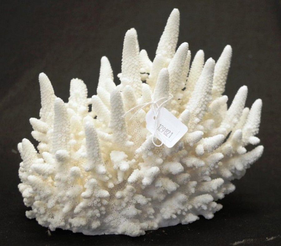22 cm Finger Coral Specimen Natural History Industry Science
