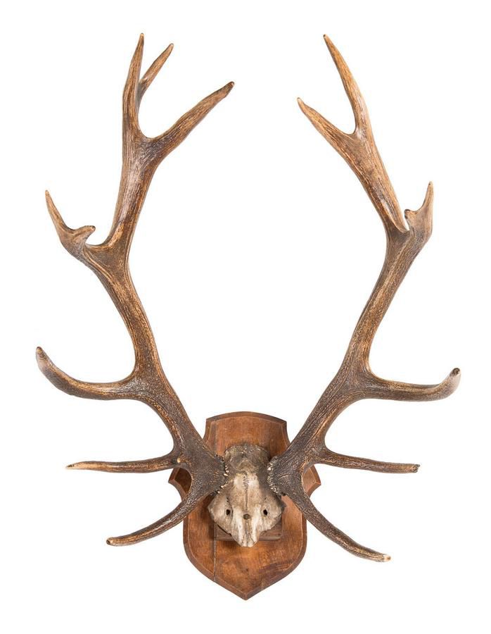 French 19th Century Wall Mounted Deer Antlers Natural History