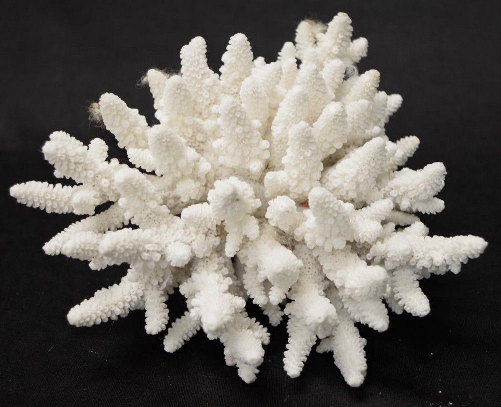 18 cm Finger Coral Specimen Natural History Industry Science
