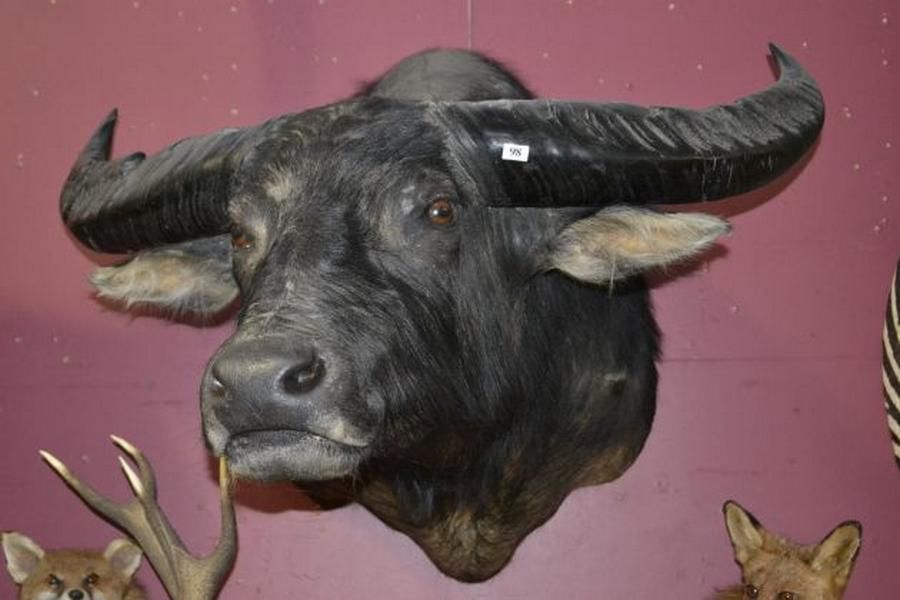 Taxidermy Northern Territory water buffalo, shoulder mount Natural
